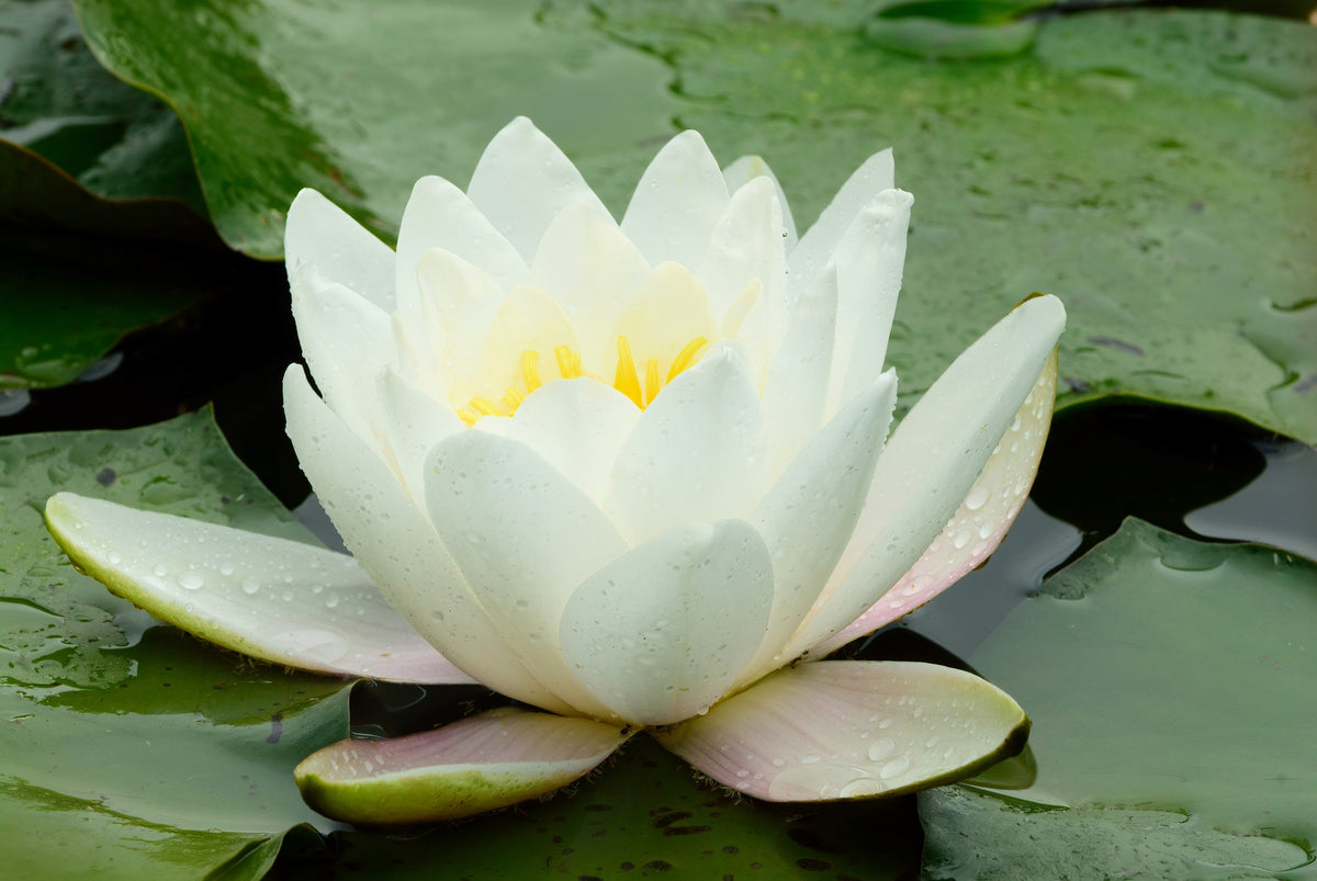 10 WHITE WATER LILY / Lily Pad / Sacred Asian Water Lotus Nymphaea Ampla Flower Seeds