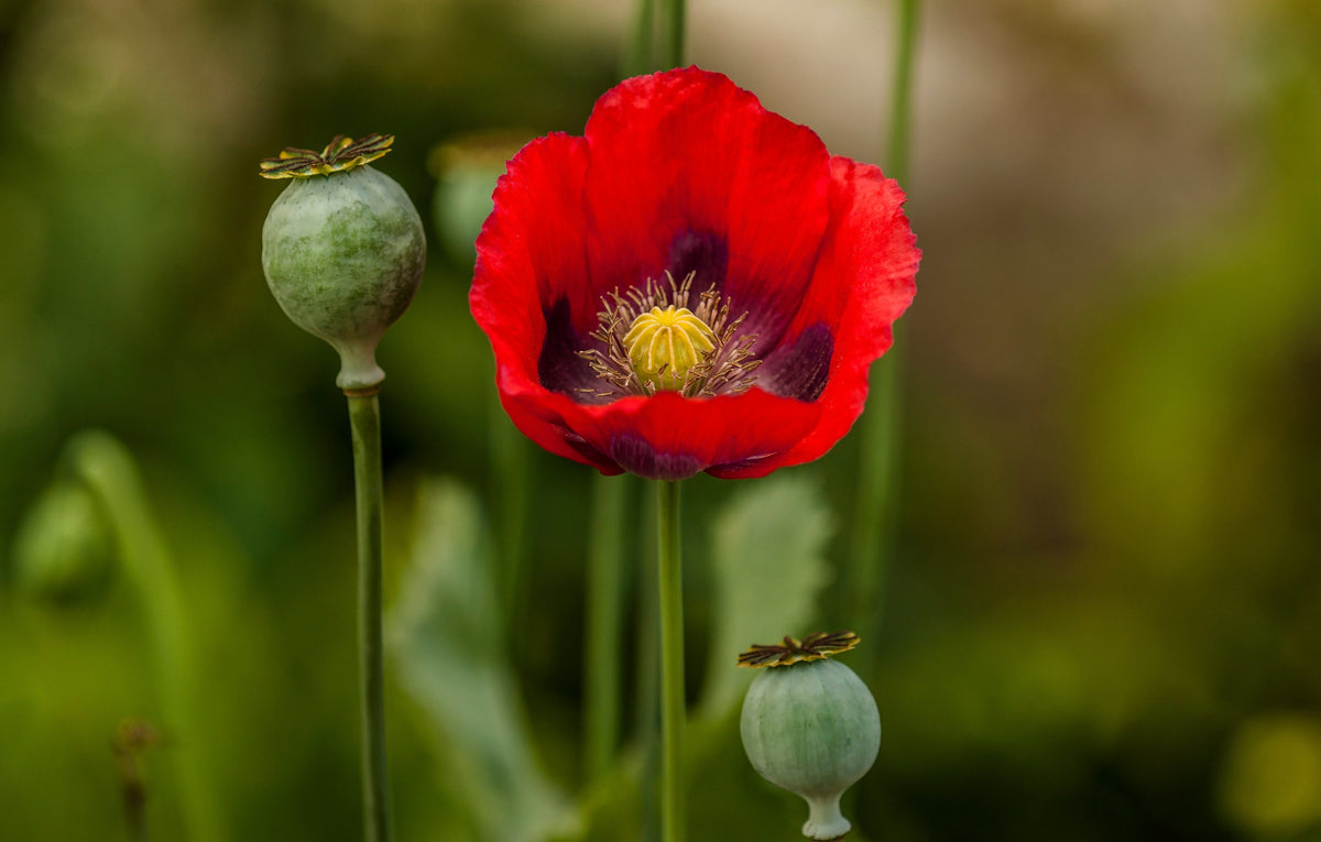 1000 PEPPERBOX POPPY MIX Papaver Somniferum Mixed Colors Red Violet Flower Seeds