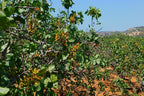 5 PISTACHIO NUT TREE Pistacia Vera Fruit Red Flowers Seeds