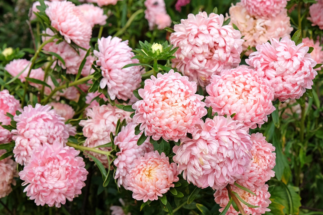 30 MIXED PAEONY ASTER Callistephus Peony Red Pink White Blue Purple Yellow Coral Apricot French Flower Seeds