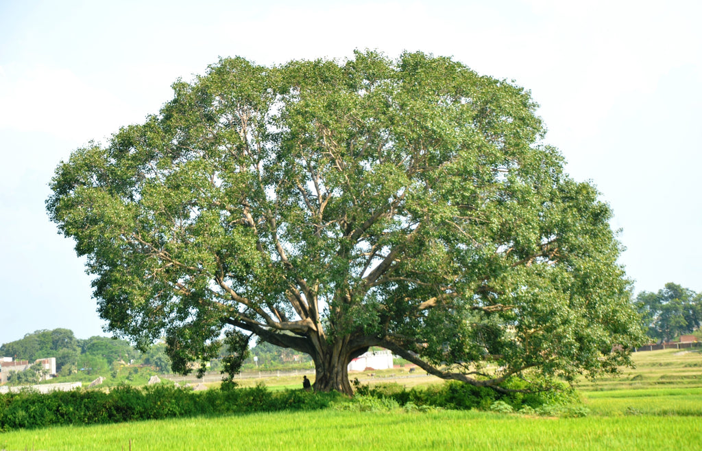 30 FICUS TREE (Bodhi Tree / Sacred Fig / Bo Tree / Pipal) Ficus Religiosa Seeds