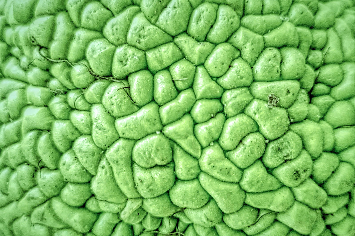 10 HEDGE APPLE Osage Orange Horse Apple Monkey Ball Maclura Pomifera Tree Seeds