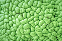 10 HEDGE APPLE Osage Orange Horse Apple Monkey Ball Maclura Pomifera Tree Seeds