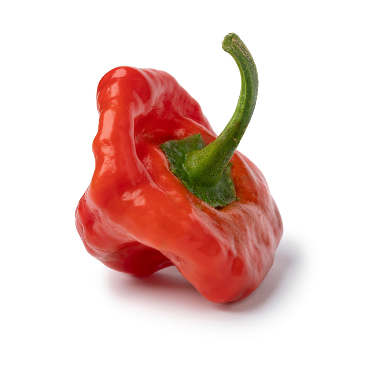 40 Red JAMAICAN HOT PEPPER Capsicum Annuum Scotch Bonnet Vegetable Seeds
