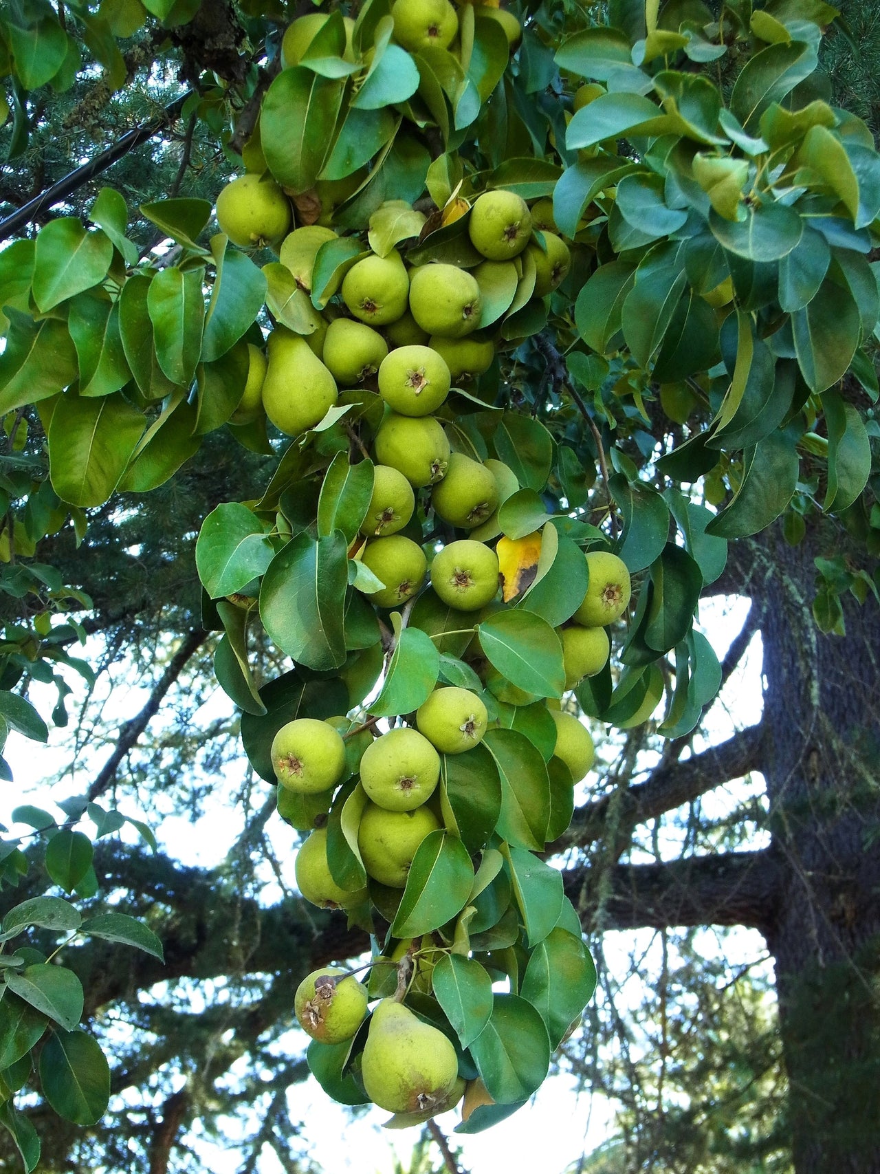 25+ Pear Fruit Tree Seeds – Sweet Edible White Pear, USA Seller, Perennial For Outdoor Planting
