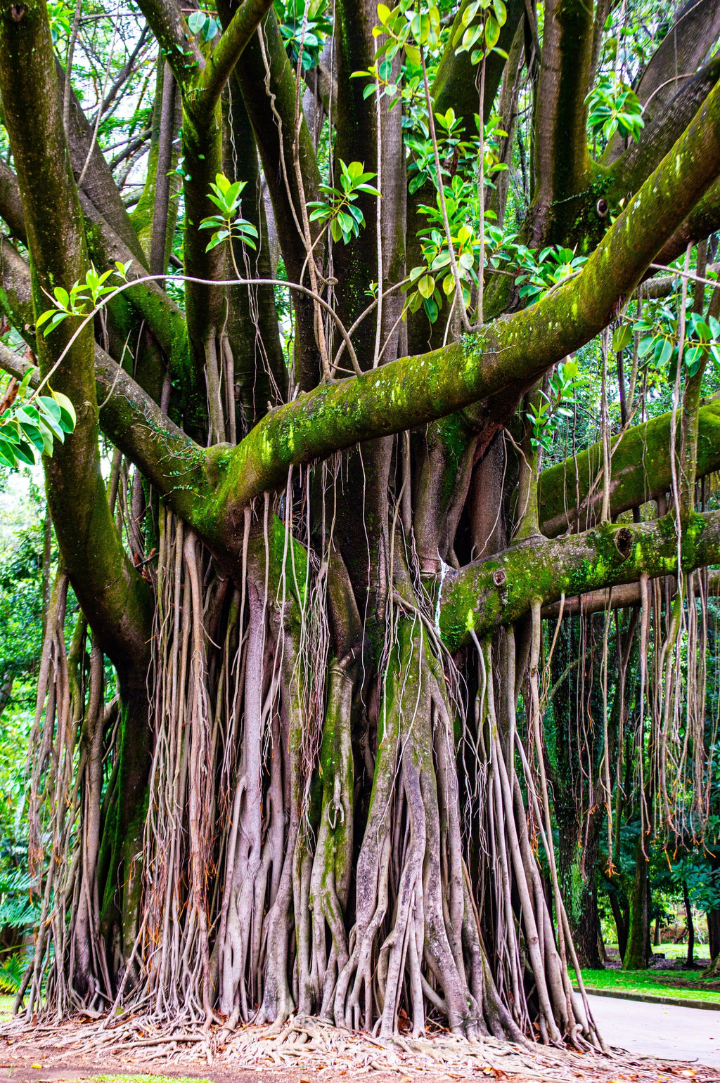 30 FICUS TREE (Bodhi Tree / Sacred Fig / Bo Tree / Pipal) Ficus Religiosa Seeds