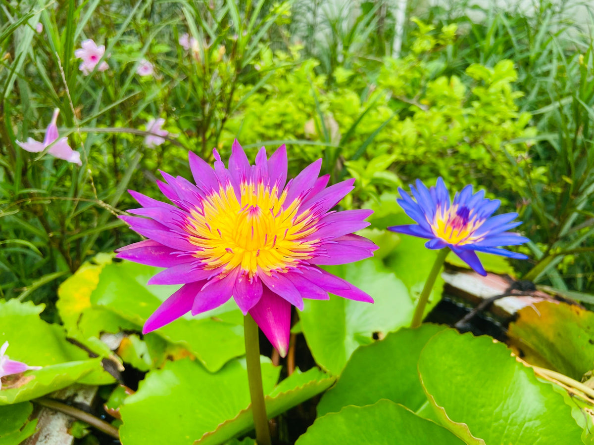 3 Organic Mixed Colors LOTUS Nelumbo Nucifera Pond Water Lily Lilypad Blue Red Flower Large Seeds