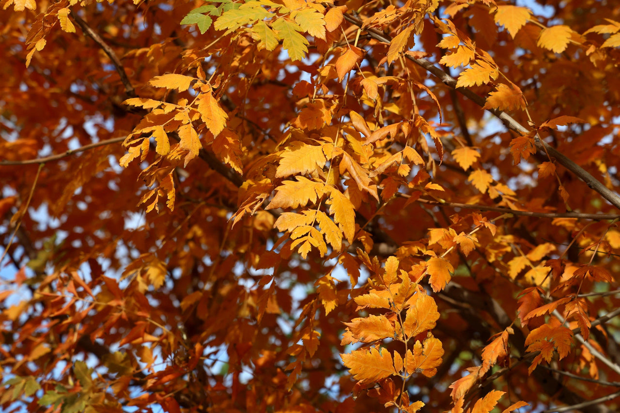 10 GOLDEN RAIN TREE Goldenrain Koelreuteria Paniculata Yellow Flower Seeds
