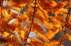 20 DAWN REDWOOD Tree Metasequoia Glyptostroboides Conifer Seeds