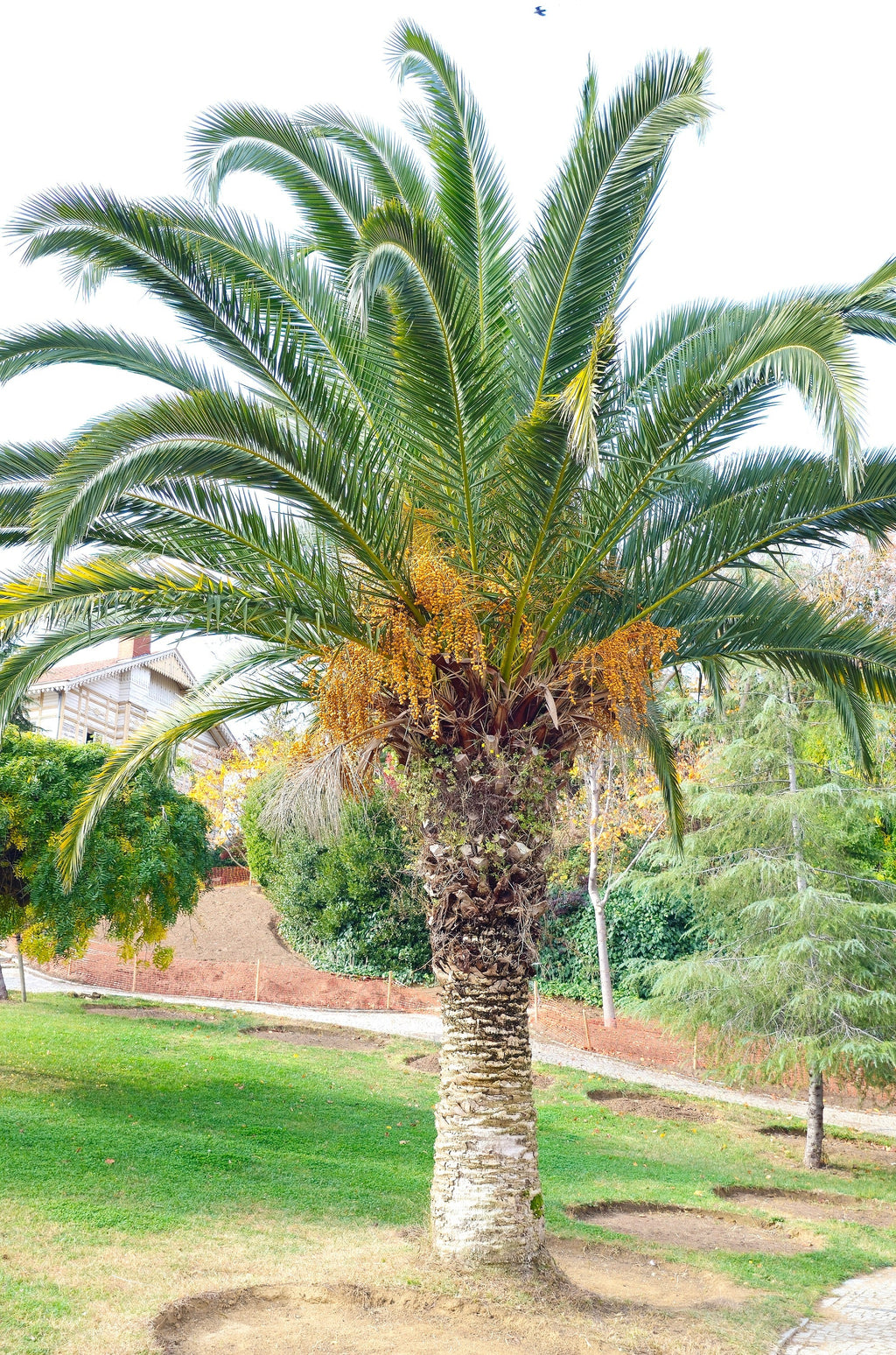 10 CANARY ISLAND Date PALM Phoenix Canariensis Tree Seeds