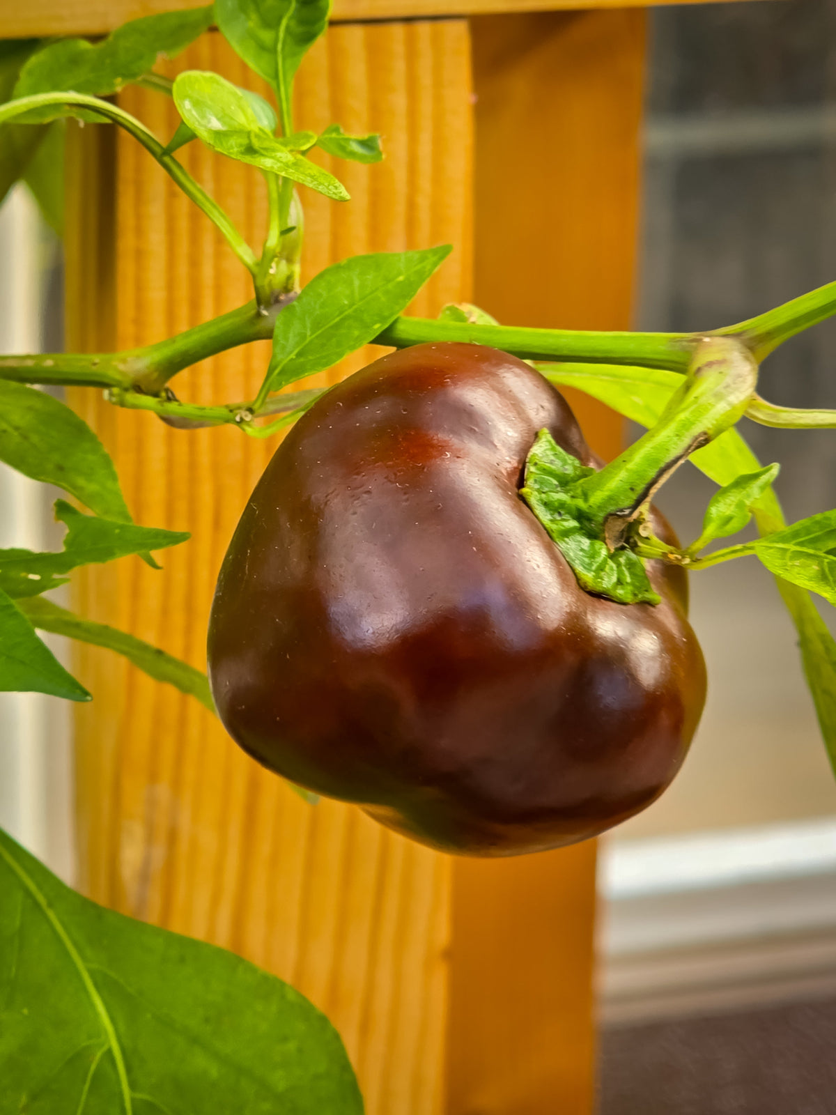 30 CHOCOLATE BEAUTY Bell PEPPER Sweet Brown Capsicum Annuum Vegetable Seeds