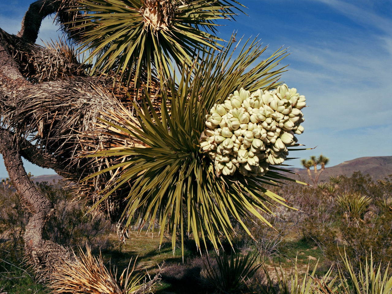 is a yucca plant a succulent 5 JOSHUA TREE Palm Tree Yucca Brevifolia White Flowers Cactus Succulen – The Pepper Pantry