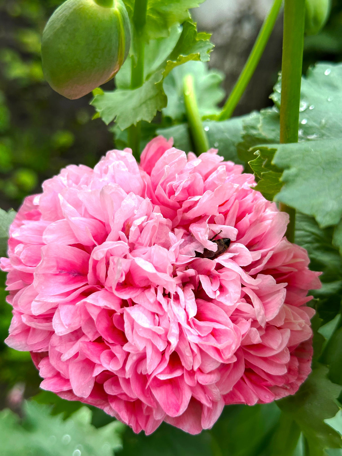 250 Bombast ROSE PEONY POPPY Papaver Peoniflorum Flower Seeds