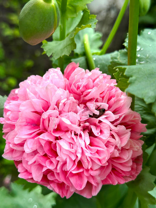 250 Bombast ROSE PEONY POPPY Papaver Peoniflorum Flower Seeds
