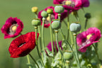 1000 PEPPERBOX POPPY MIX Papaver Somniferum Mixed Colors Red Violet Flower Seeds
