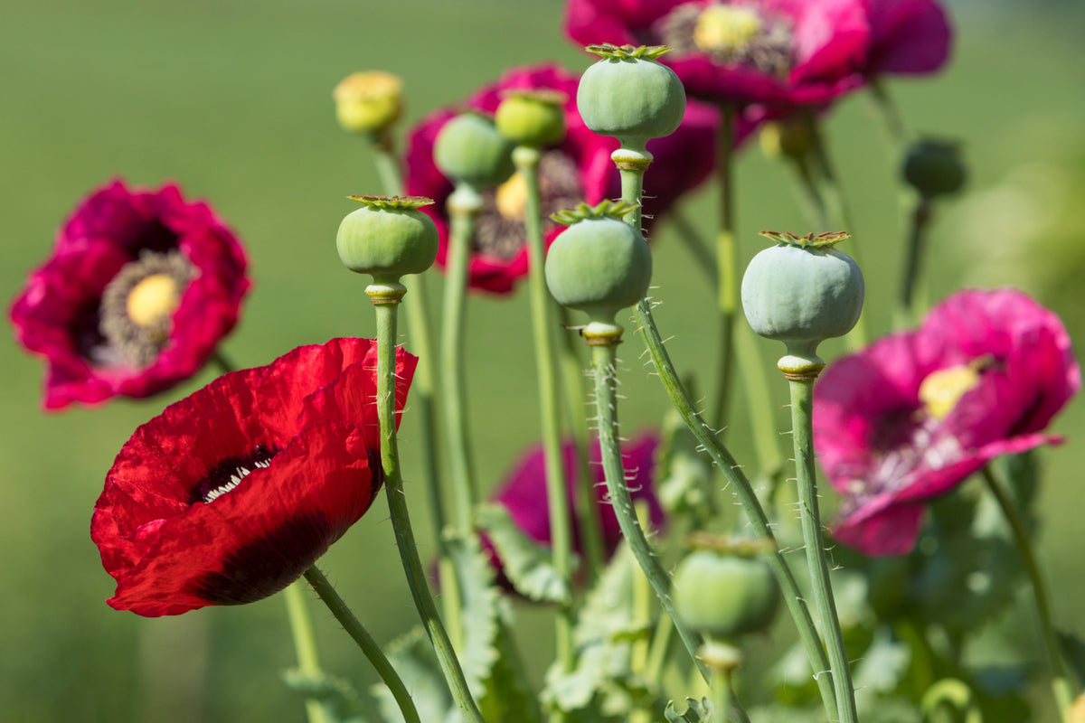 1000 PEPPERBOX POPPY MIX Papaver Somniferum Mixed Colors Red Violet Flower Seeds