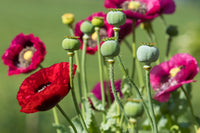 1000 PEPPERBOX POPPY MIX Papaver Somniferum Mixed Colors Red Violet Flower Seeds