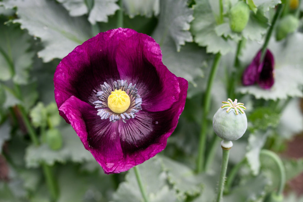1000 PEPPERBOX POPPY MIX Papaver Somniferum Mixed Colors Red Violet Flower Seeds