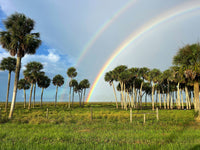 10 Hardy SABAL PALM TREE Cabbage Palmetto Flower Seeds