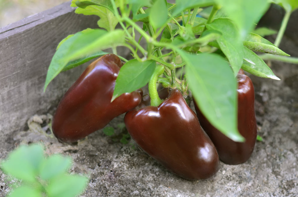 30 CHOCOLATE BEAUTY Bell PEPPER Sweet Brown Capsicum Annuum Vegetable Seeds