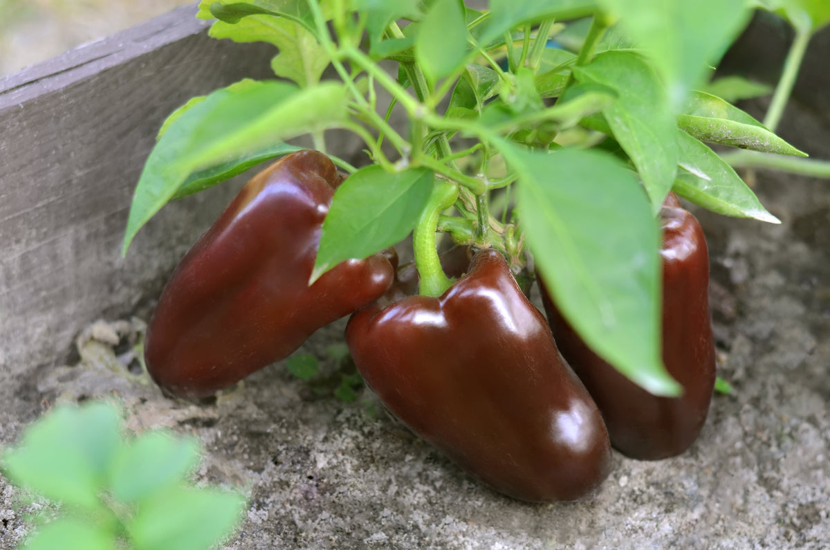 30 CHOCOLATE BEAUTY Bell PEPPER Sweet Brown Capsicum Annuum Vegetable Seeds