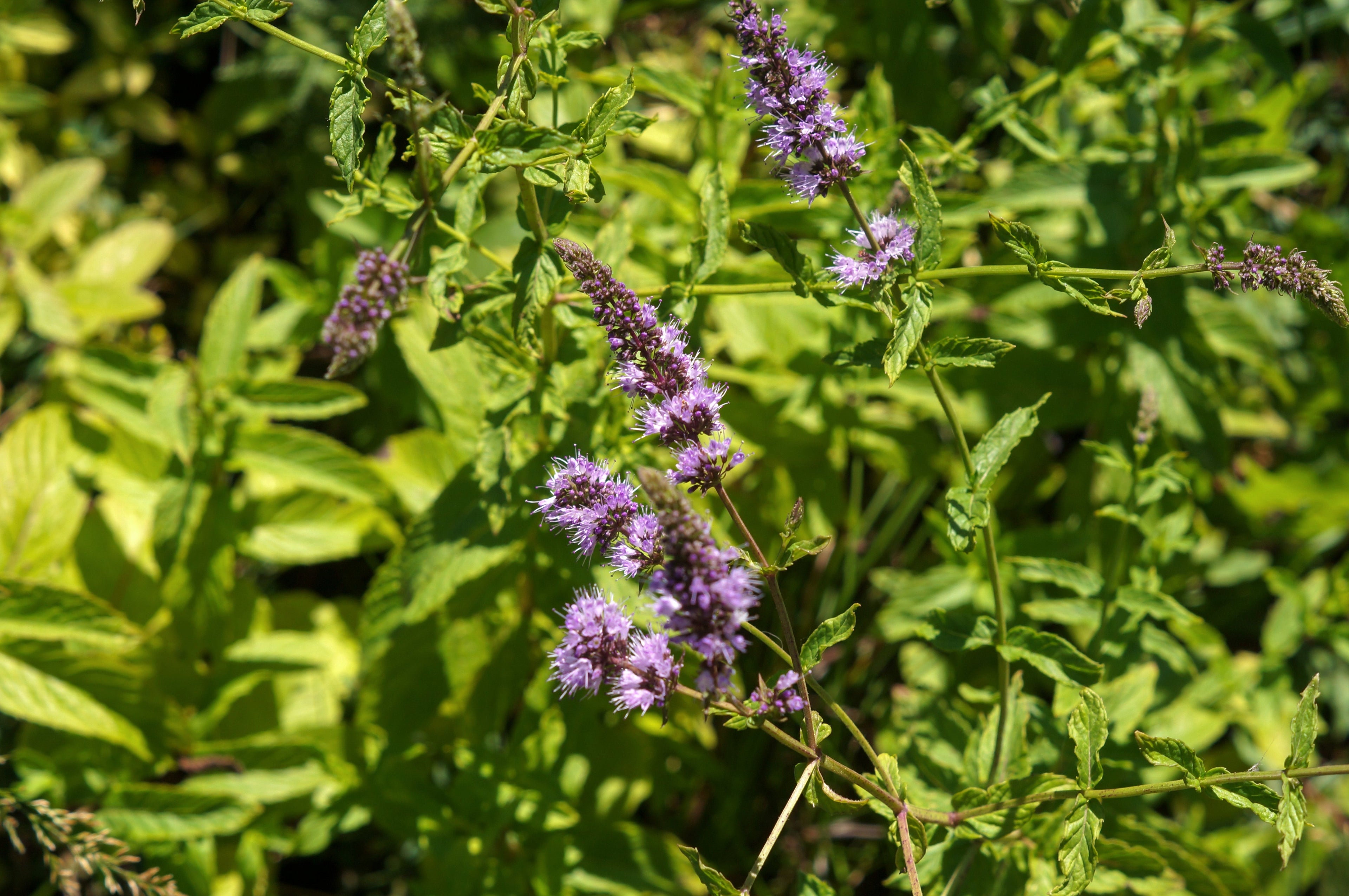 250 PEPPERMINT MINT Mentha Piperita Herb Flower Seeds