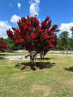 35 RED CREPE MYRTLE Lagerstroemia Indica Flowering Shrub Bush Small Tree Seeds