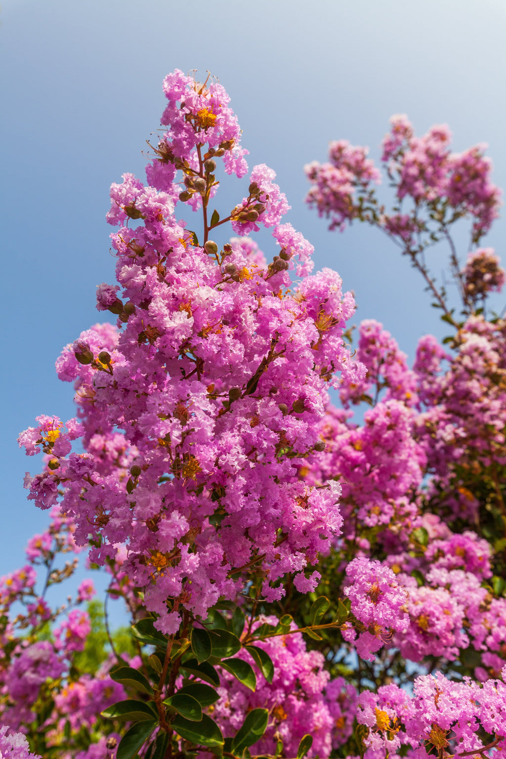 1000 Bulk CREPE MYRTLE Mixed Colors Lagerstroemia Indica Mix Tree Shrub Flower Seeds - Red, Purple, Light Pink, Dark Pink, White, & Lilac