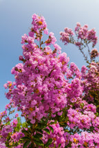 1000 Bulk CREPE MYRTLE Mixed Colors Lagerstroemia Indica Mix Tree Shrub Flower Seeds - Red, Purple, Light Pink, Dark Pink, White, & Lilac