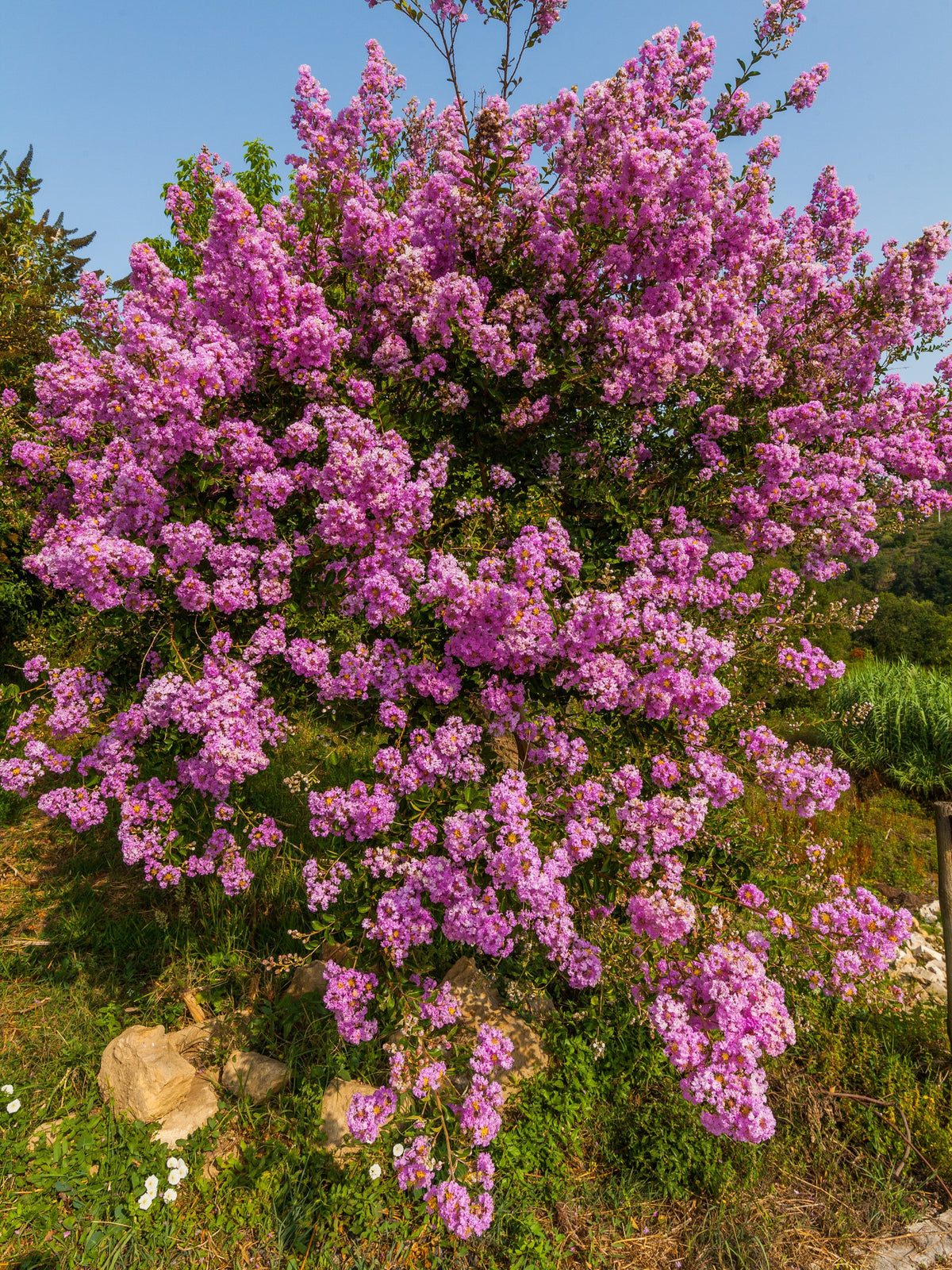 50 MIXED CREPE MYRTLE Lagerstroemia Indica Tree Shrub Crape  6 Color Mix - Red, Purple, Light Pink, Dark Pink, White, & Lilac Flower Seeds