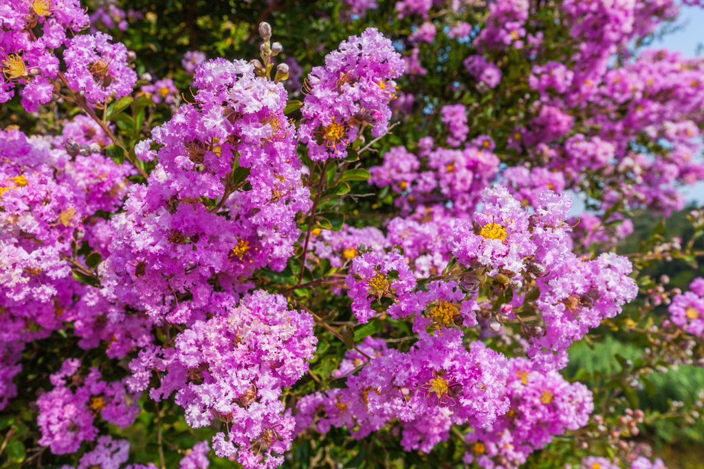 1000 Bulk CREPE MYRTLE Mixed Colors Lagerstroemia Indica Mix Tree Shrub Flower Seeds - Red, Purple, Light Pink, Dark Pink, White, & Lilac