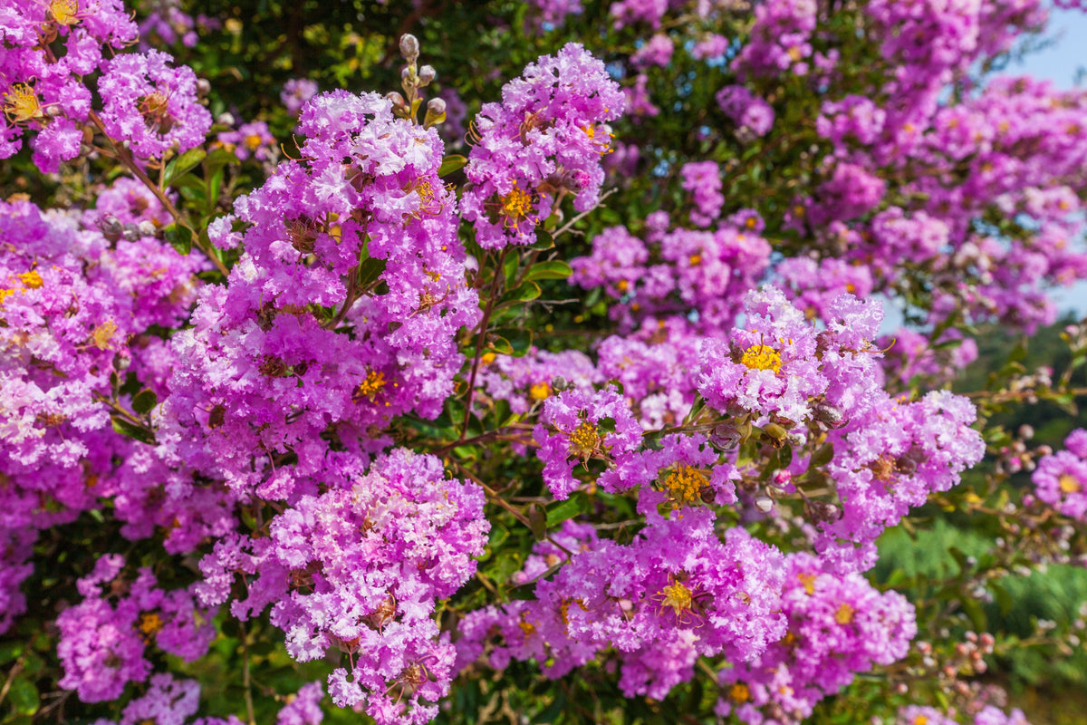 1000 Bulk CREPE MYRTLE Mixed Colors Lagerstroemia Indica Mix Tree Shrub Flower Seeds - Red, Purple, Light Pink, Dark Pink, White, & Lilac