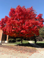 25 Scarlet CAROLINA RED MAPLE Tree Acer Rubrum Seeds