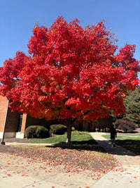 25 Scarlet CAROLINA RED MAPLE Tree Acer Rubrum Seeds