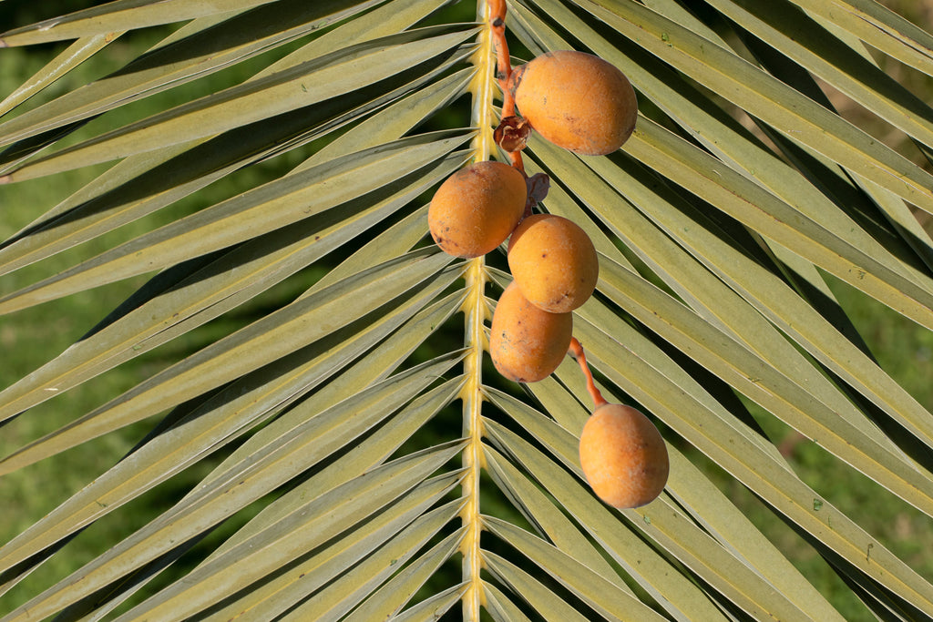 10 CANARY ISLAND Date PALM Phoenix Canariensis Tree Seeds