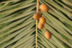 10 CANARY ISLAND Date PALM Phoenix Canariensis Tree Seeds