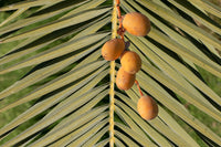 10 CANARY ISLAND Date PALM Phoenix Canariensis Tree Seeds