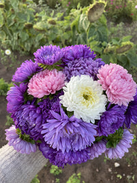 30 MIXED PAEONY ASTER Callistephus Peony Red Pink White Blue Purple Yellow Coral Apricot French Flower Seeds