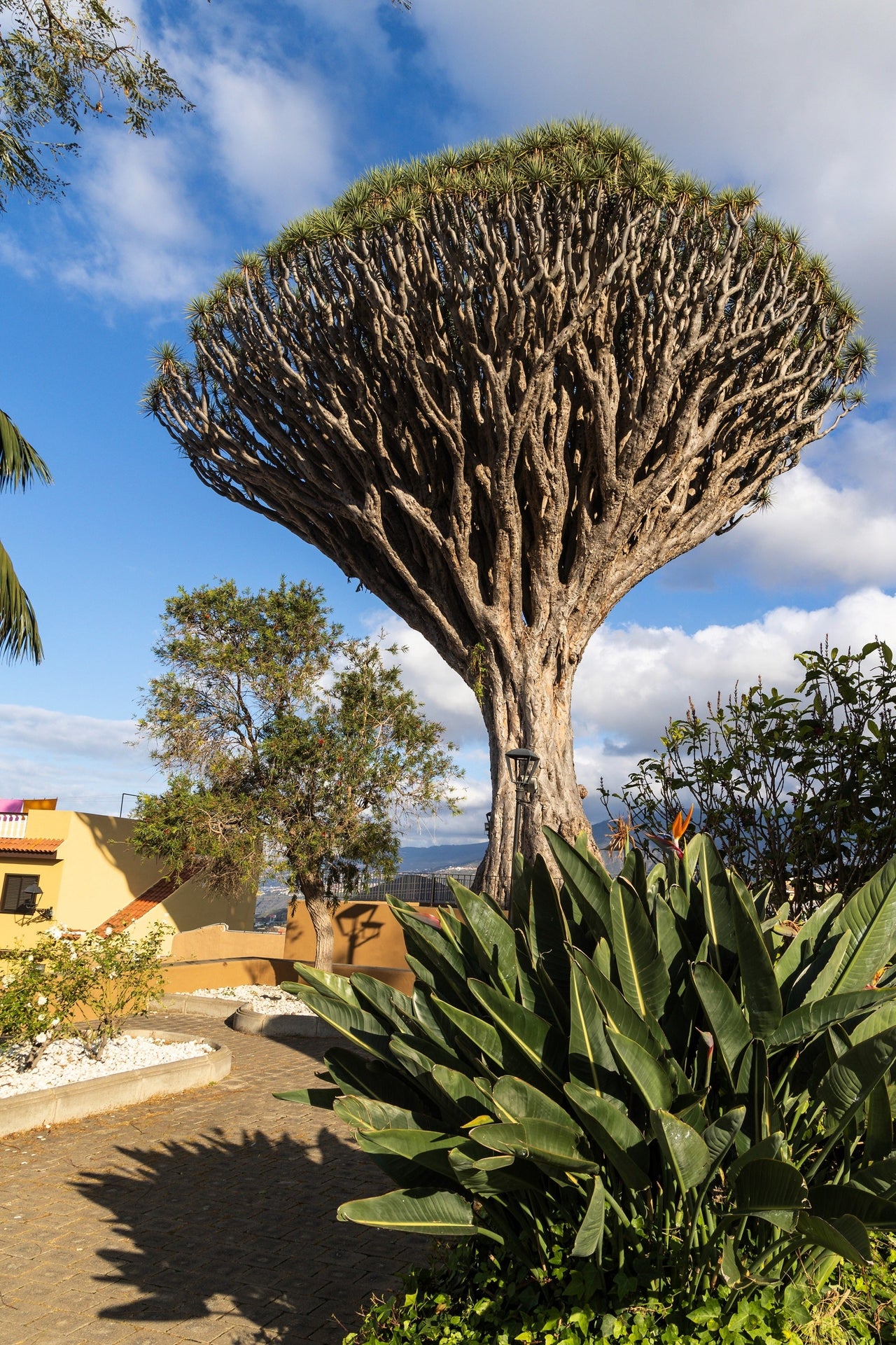 10 DRAGON TREE Dracaena Draco Canary Island Drago Blood Asparagus Yucca Evergreen Succulent Houseplant Orange Berry White Flower Seeds