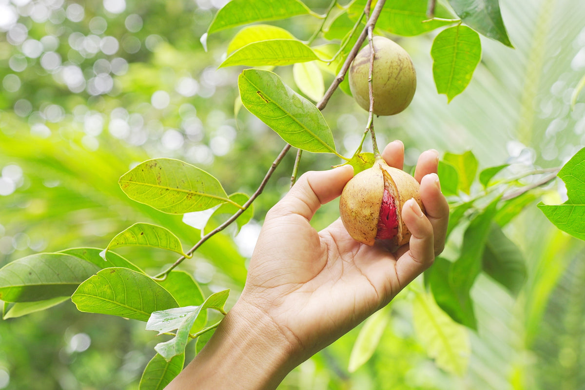 1 NUTMEG TREE Seed Myristica Fragrans Pala MACE Fruit Nut Pumpkin Pie Spice