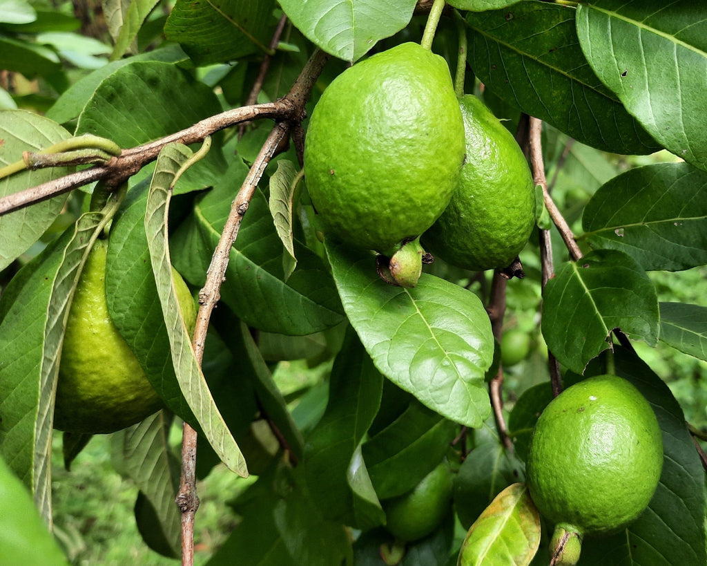 20 GUAVA FRUIT Tree Shrub Psidium Guajava White Flowers Fruit Seeds