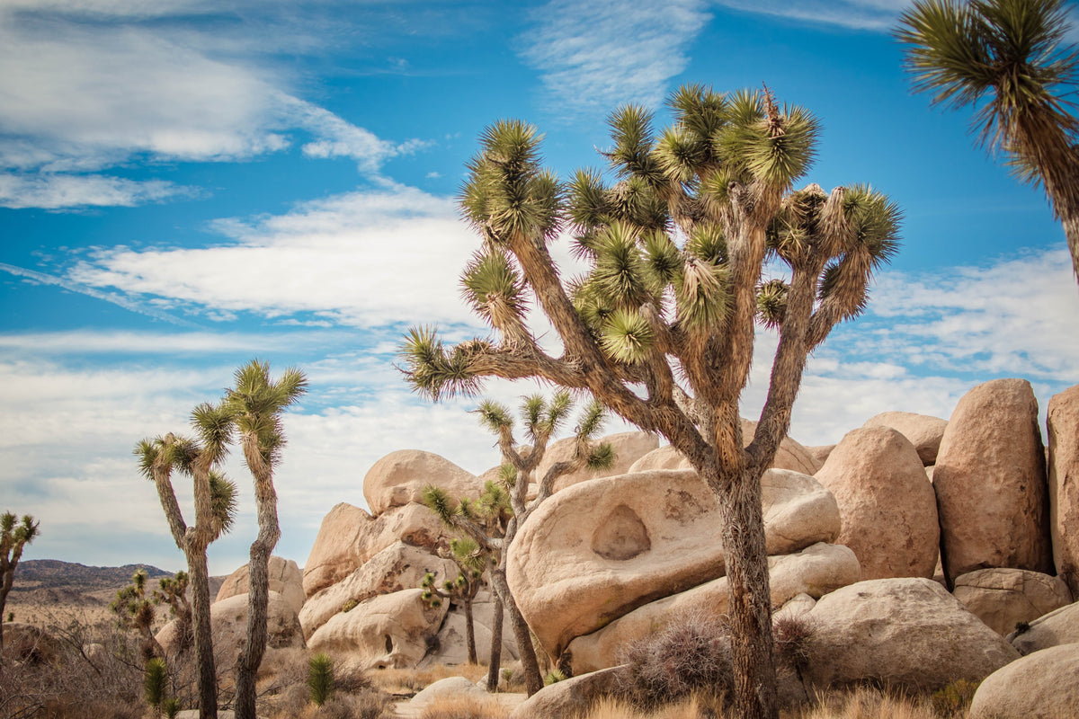 5 JOSHUA TREE Palm Tree Yucca Brevifolia White Flowers Cactus Succulent Seeds