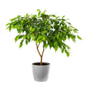 30 FICUS TREE (Bodhi Tree / Sacred Fig / Bo Tree / Pipal) Ficus Religiosa Seeds