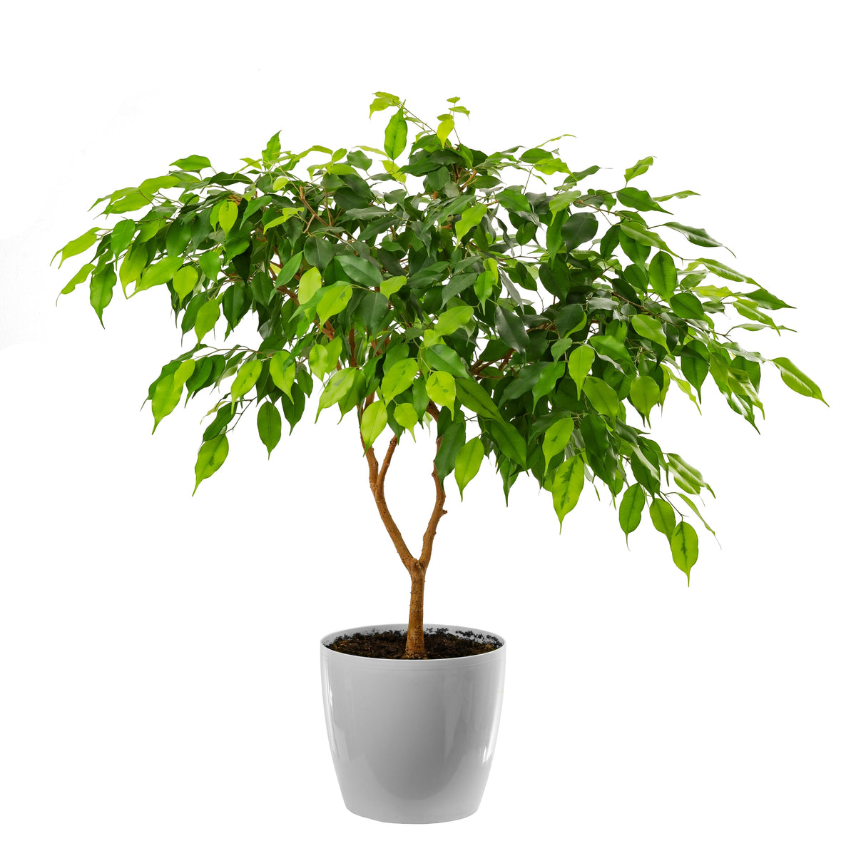 30 FICUS TREE (Bodhi Tree / Sacred Fig / Bo Tree / Pipal) Ficus Religiosa Seeds