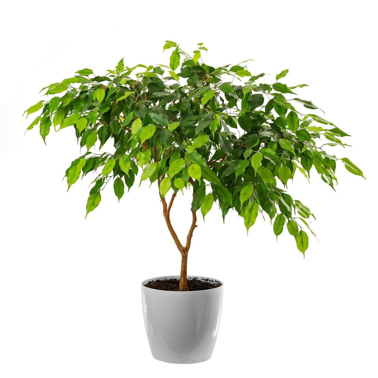 bodhi tree indoor plant 30 Ficus Tree (Bodhi Tree / Sacred Fig / Bo Tree / Pipal) Ficus Religiosa Seeds