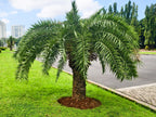 10 PYGMY DATE PALM Phoenix Roebelenii Dwarf Miniature Ornamental Fruit Tree Houseplant Seeds