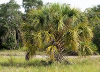 10 Hardy SABAL PALM TREE Cabbage Palmetto Flower Seeds