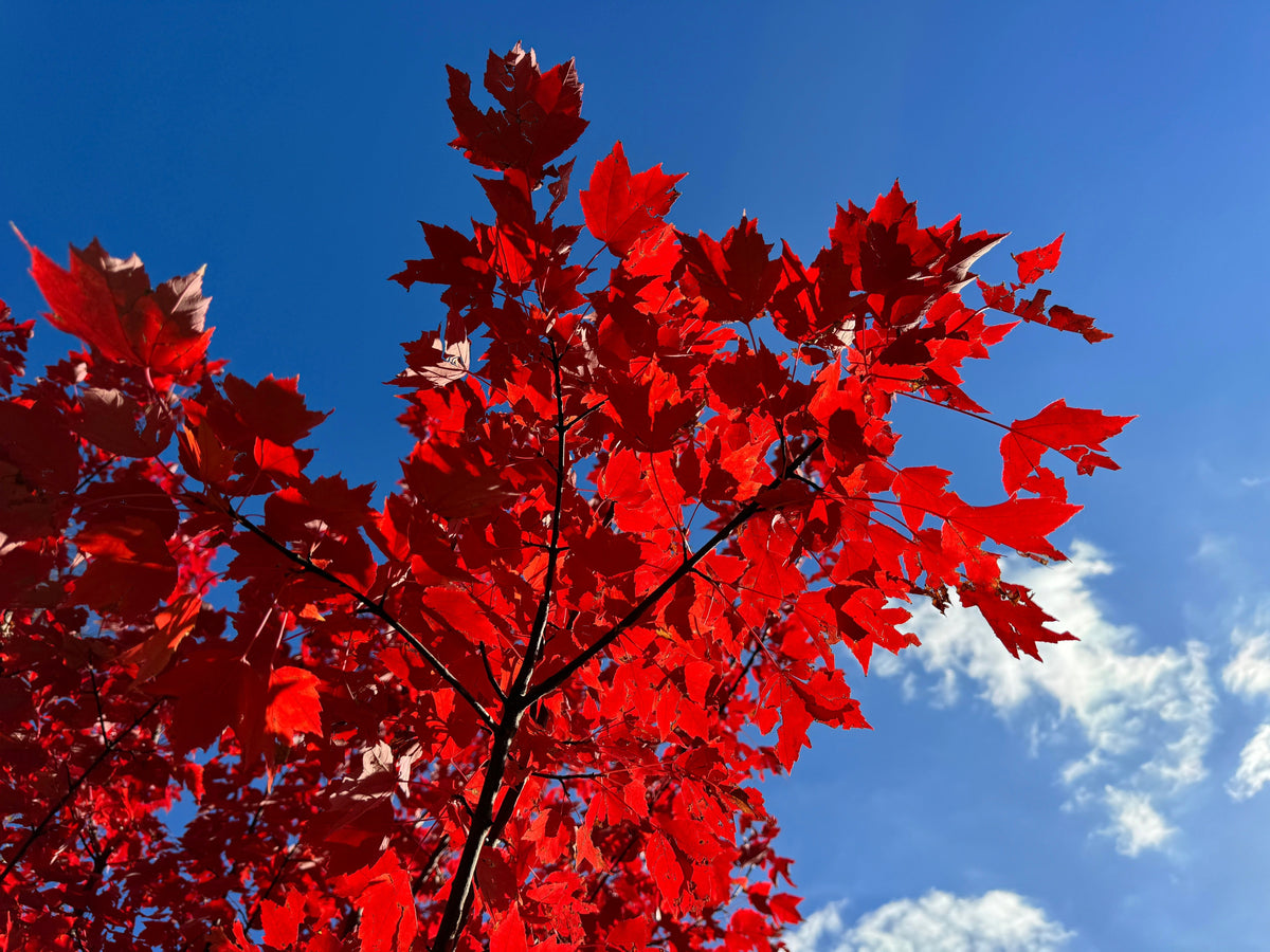 25 Scarlet CAROLINA RED MAPLE Tree Acer Rubrum Seeds