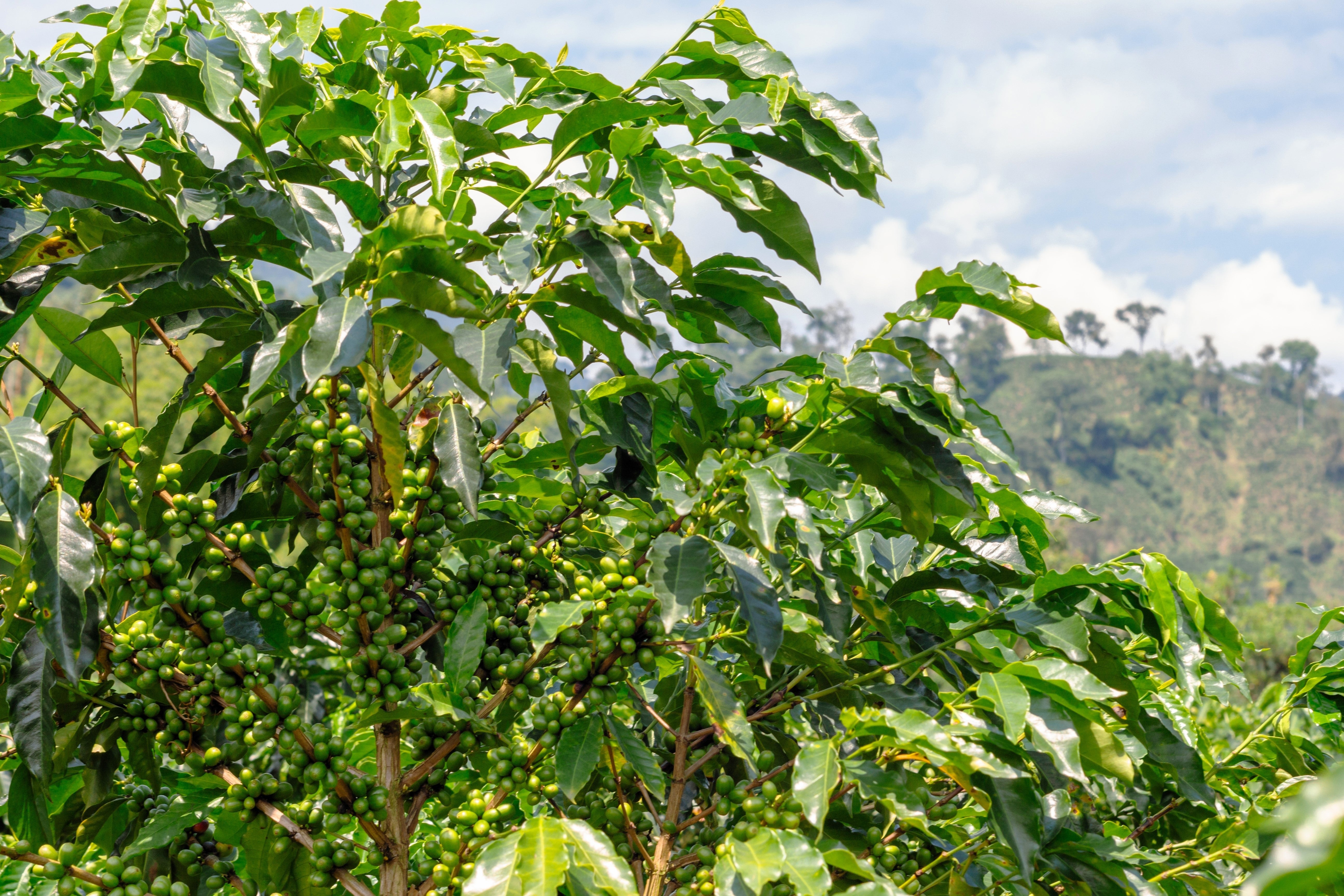 15 ARABICA COFFEE Tree Shrub Seeds - Grow your own coffee! – The