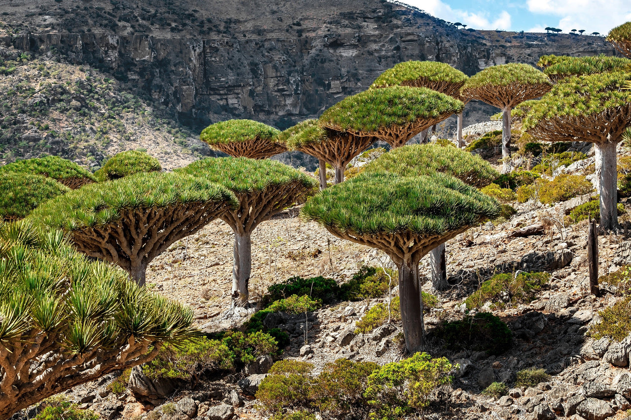 island blooms dracaena 10 DRAGON TREE Dracaena Draco Canary Island Drago Blood Asparagus Yucc – The Pepper Pantry